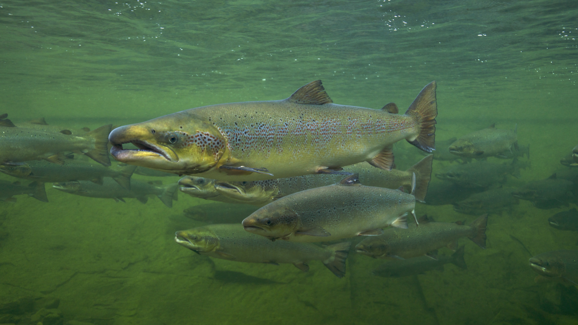 Ideale Bedingungen für zukunftsweisende Nahrungsmittelproduktion